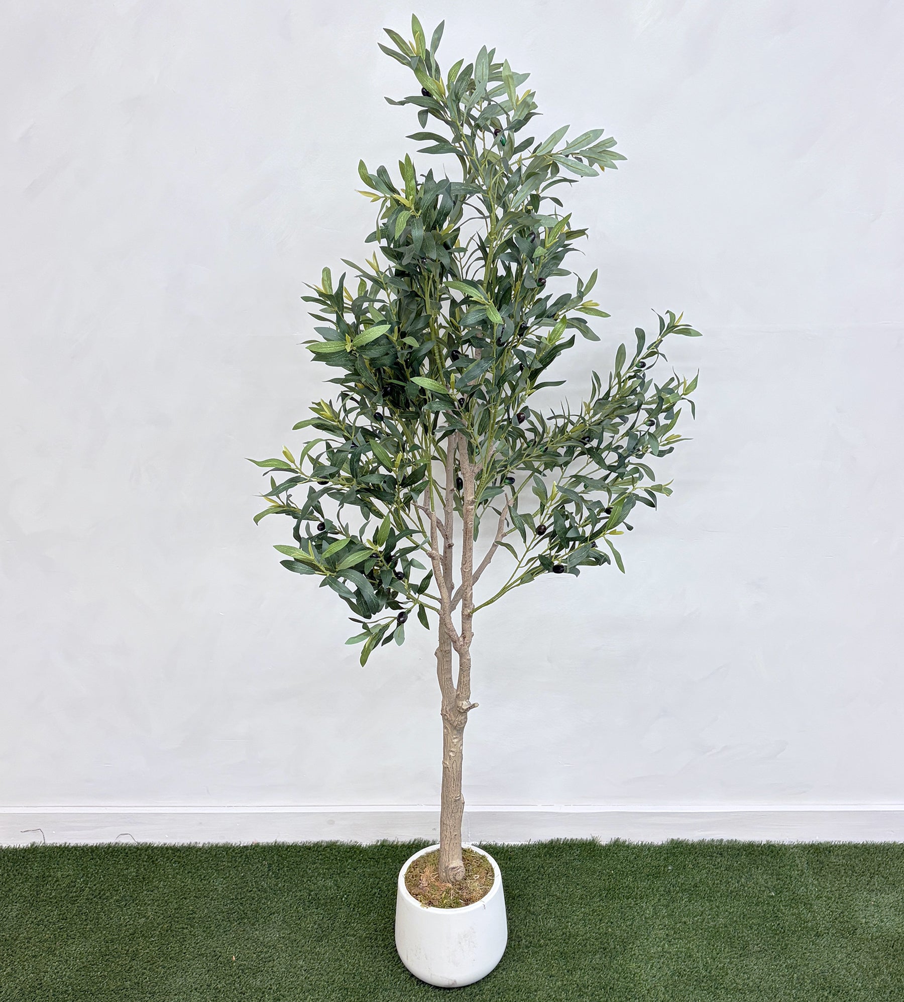 OLIVIER ARBRE