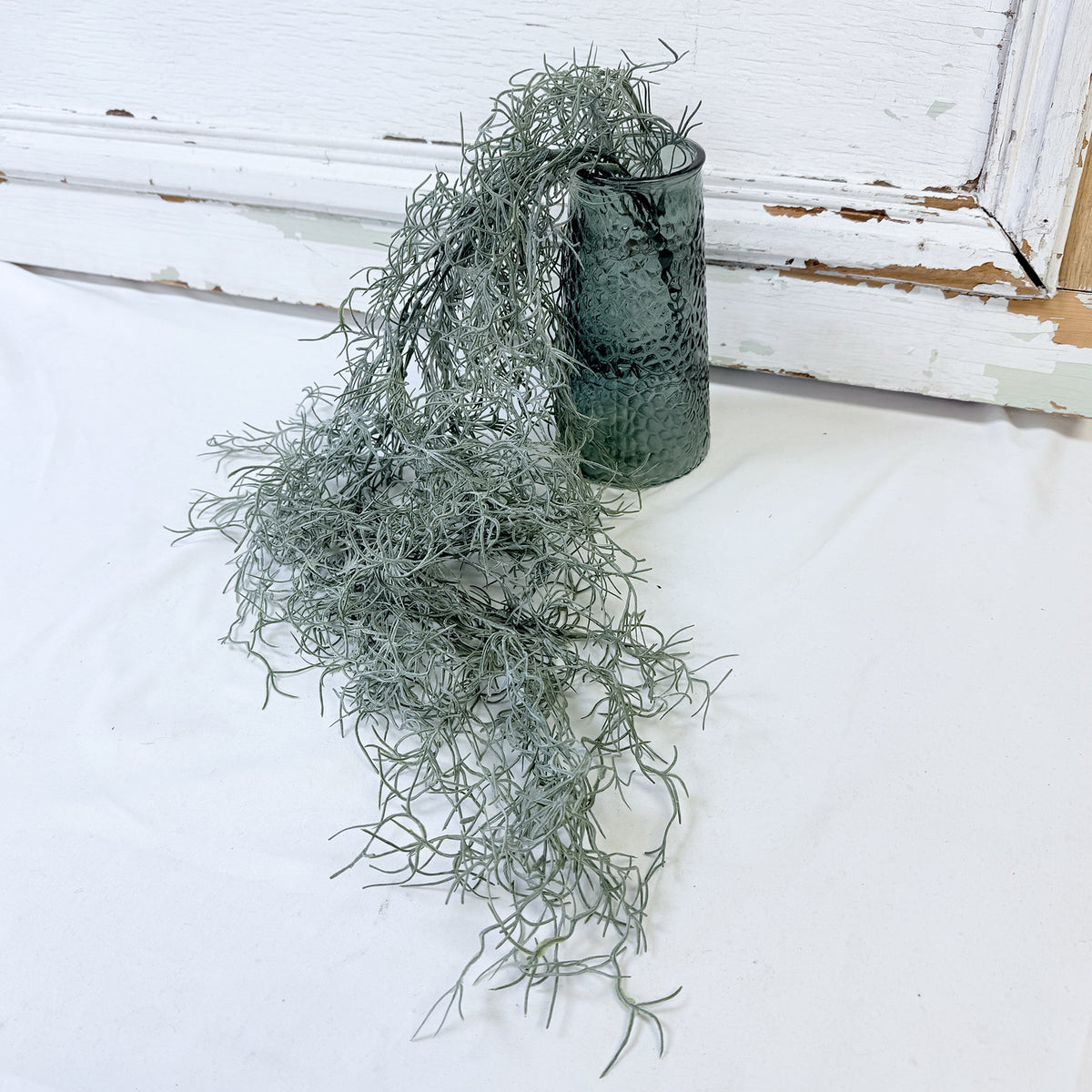 TILLANDSIA MOUSSE ESPAGNOLE