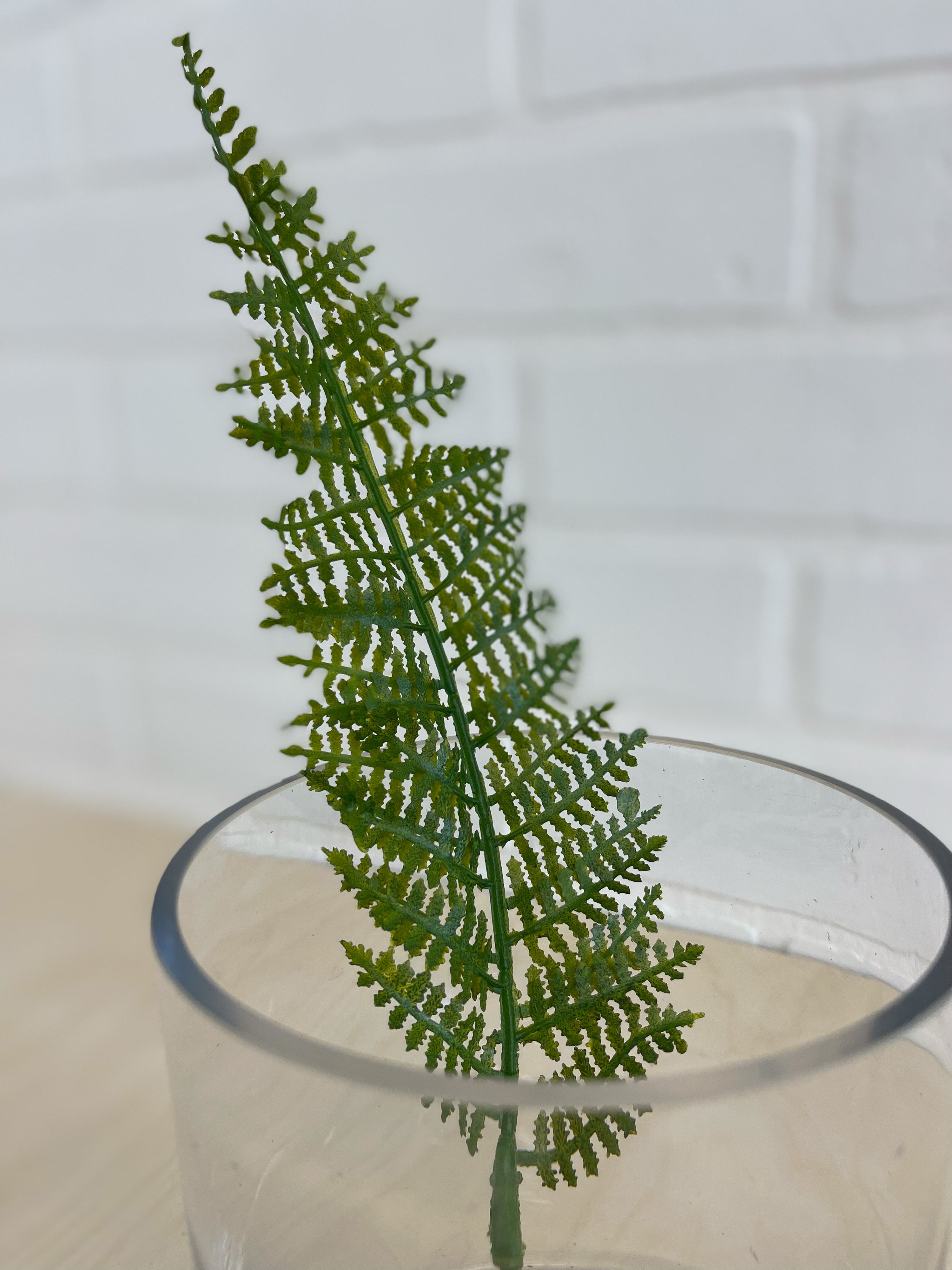 FEUILLES DE FOUGÈRE