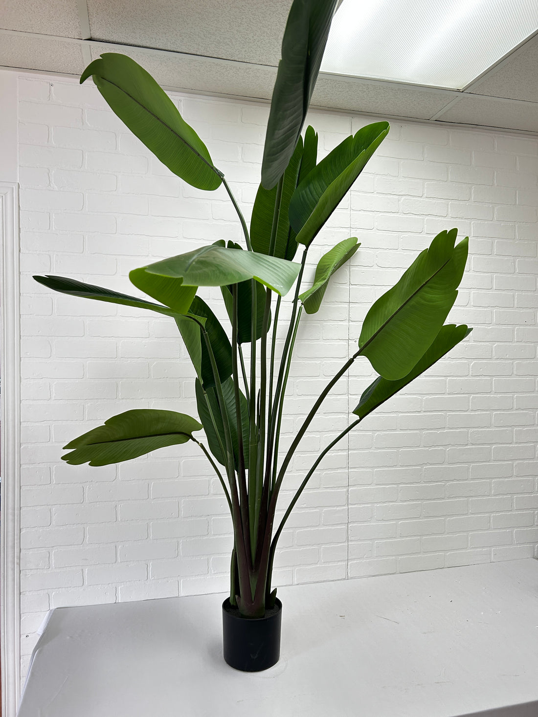STRELITZIA ARTIFICIEL