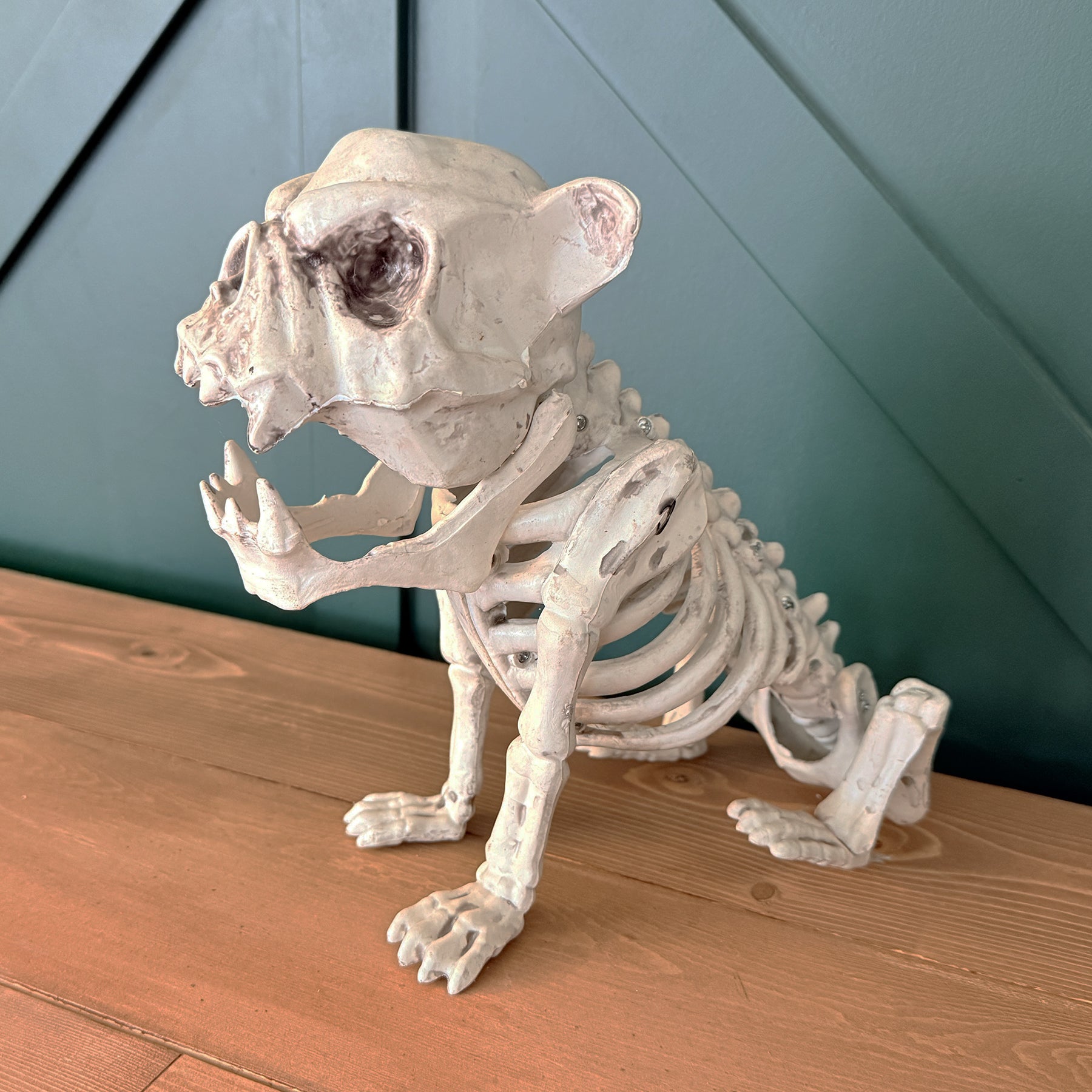 CHIEN SQUELETTE