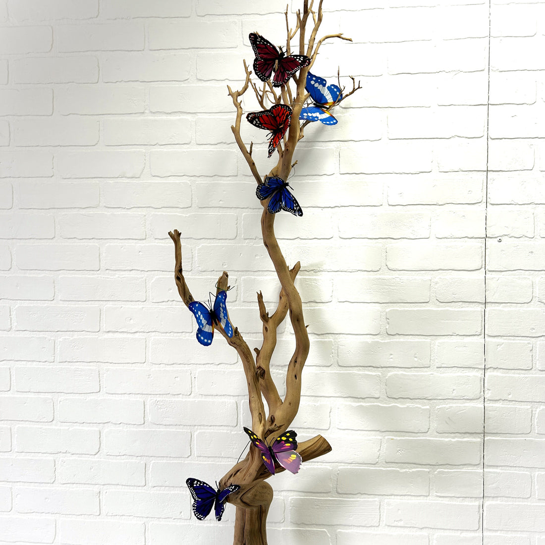 LOT DE PAPILLONS (7)