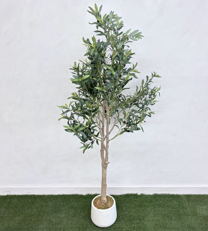 OLIVIER ARBRE