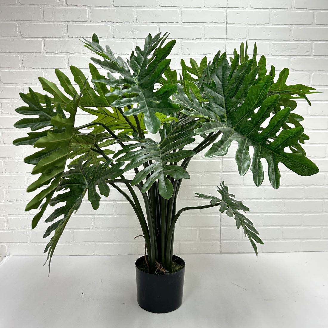 PHILODENDRON XANADU