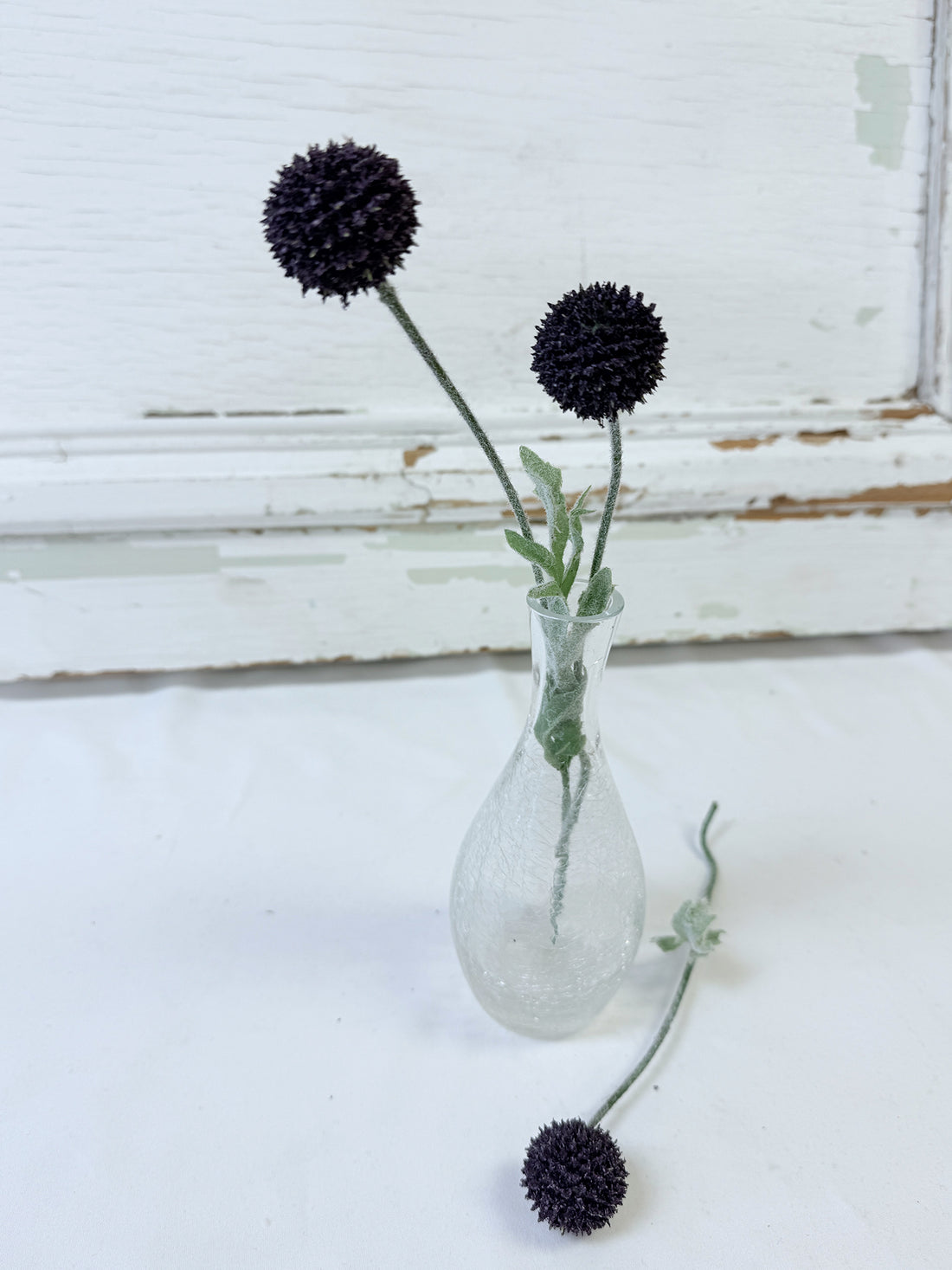 TIGE DE CRASPEDIA MAUVE FONCÉ