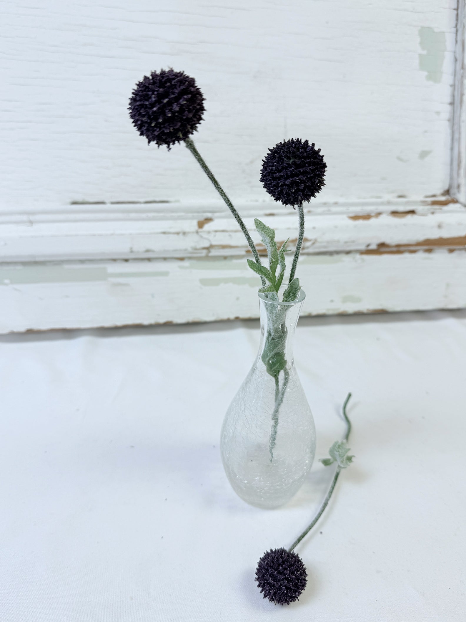 TIGE DE CRASPEDIA MAUVE FONCÉ