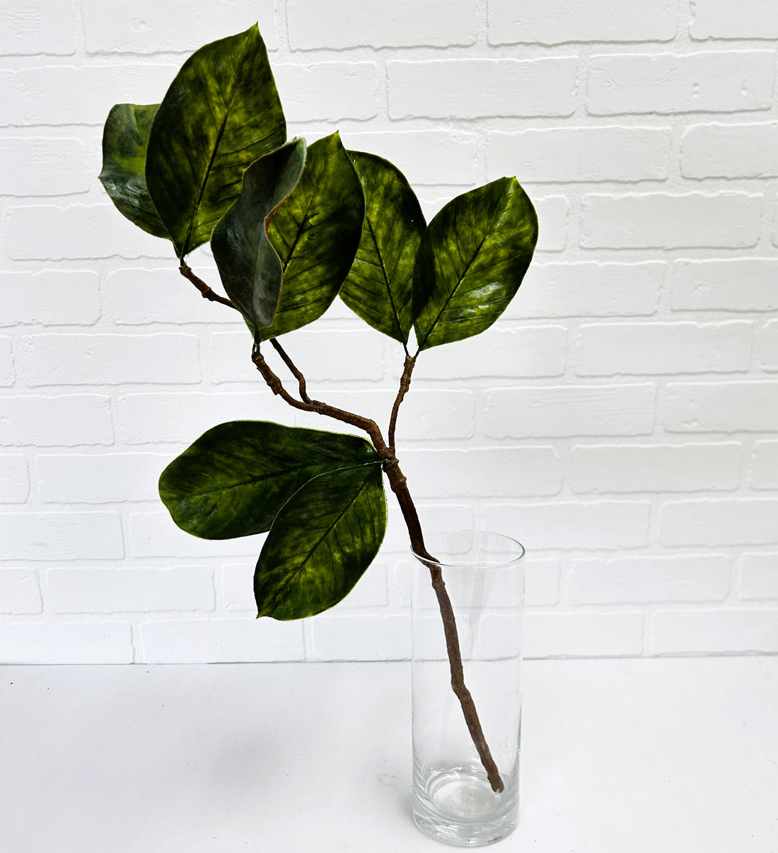 FEUILLAGE DE MAGNOLIA