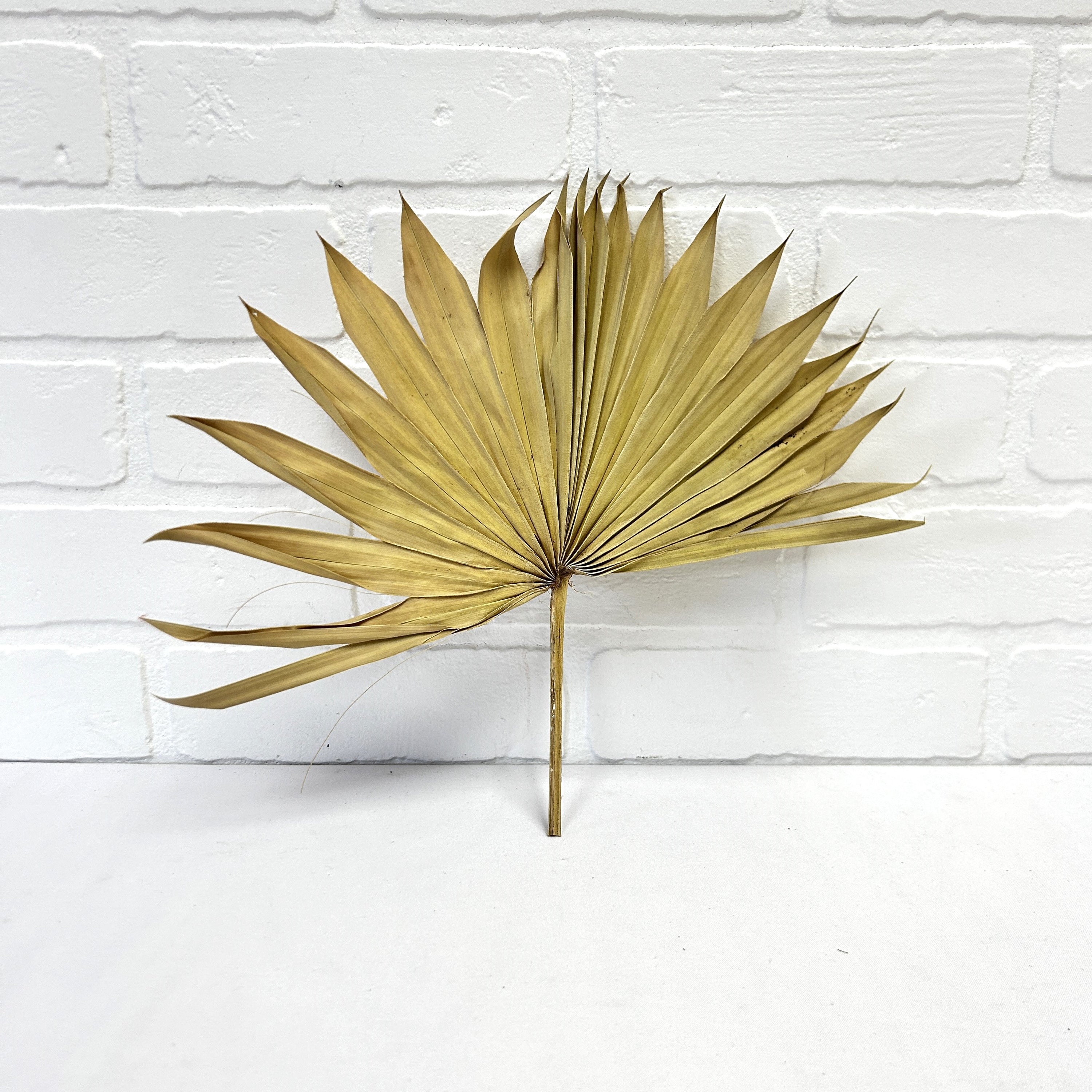 FEUILLE DE PALMIER SOLEIL NATURELLE
