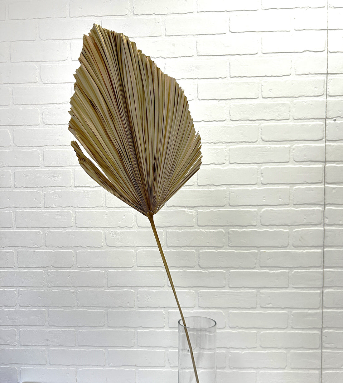 FEUILLE DE PALMIER "SPEAR" OR