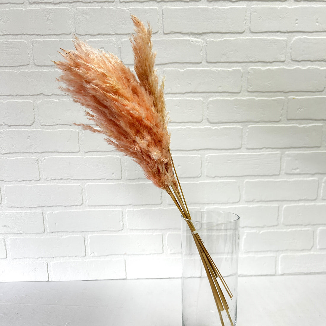 PAMPAS ROSE