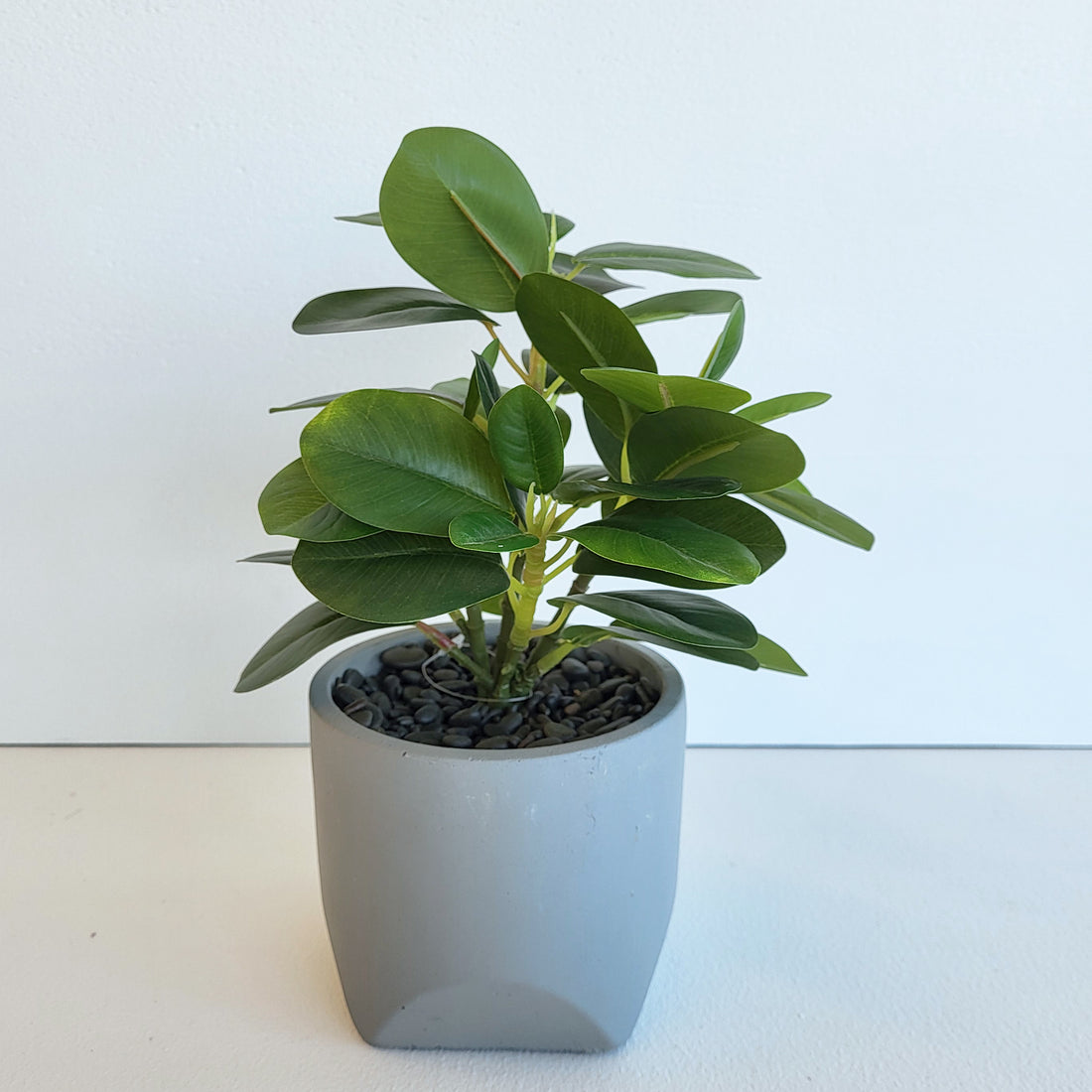 PEPEROMIA EN POT