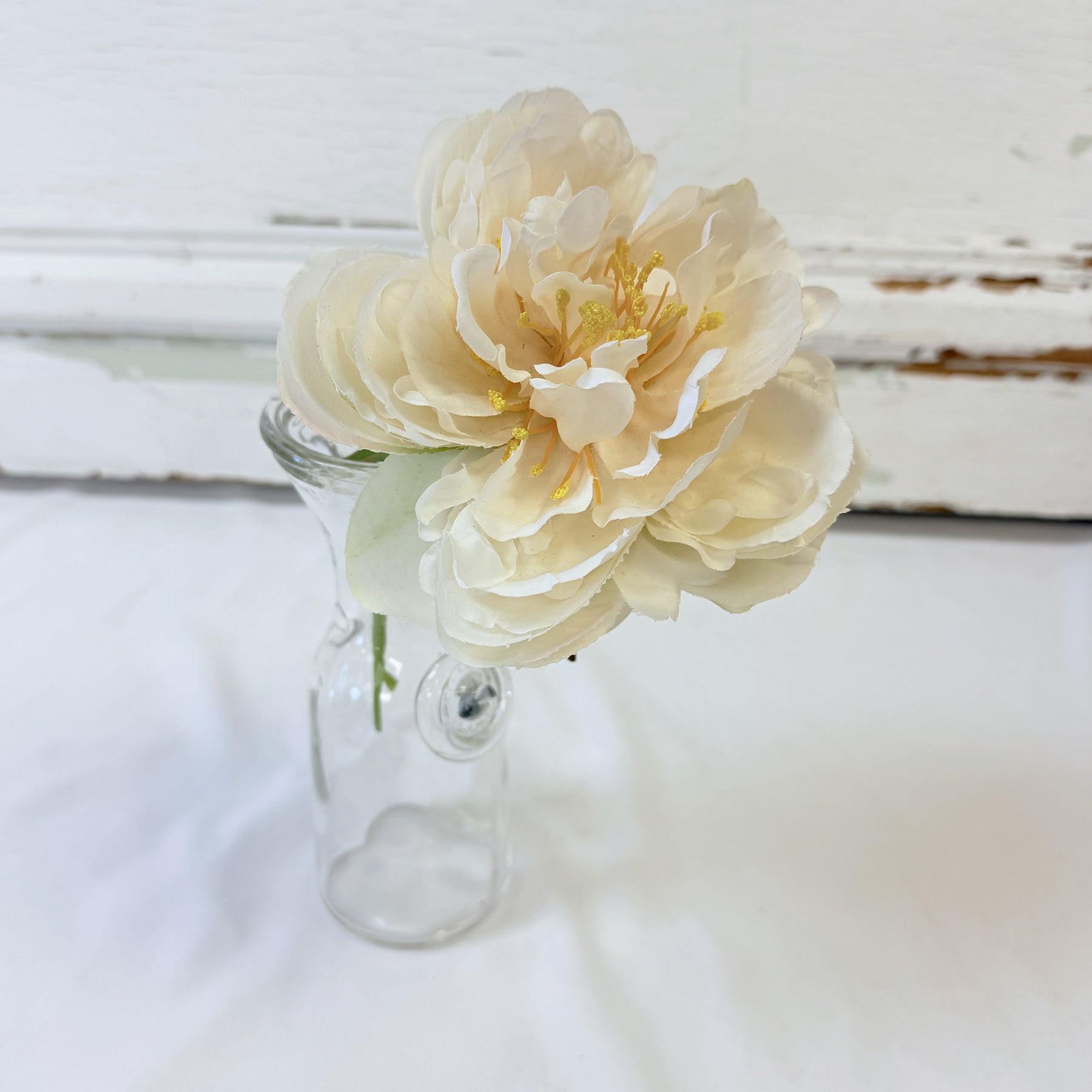 PIVOINE BLANCHE