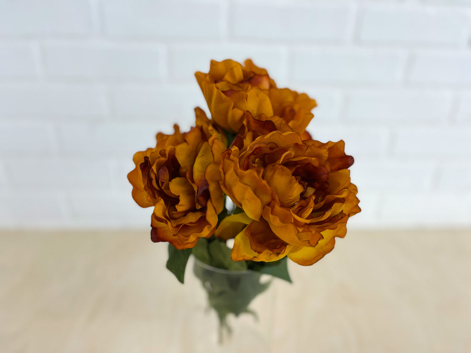 PIVOINES ROUILLES