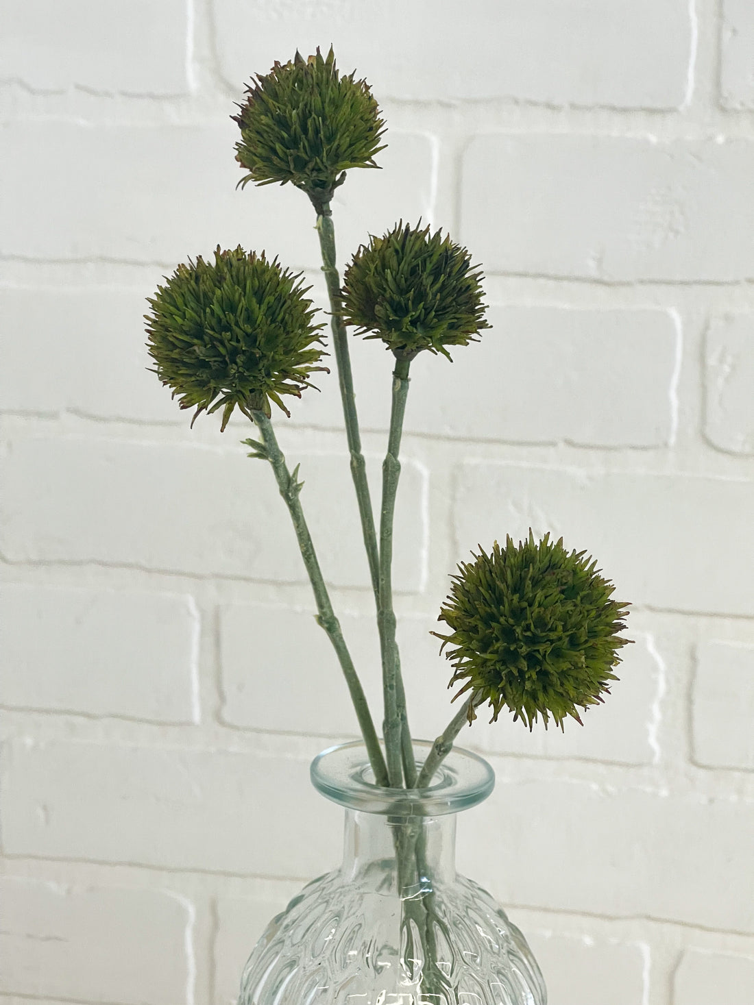 TIGE DE POMPONS